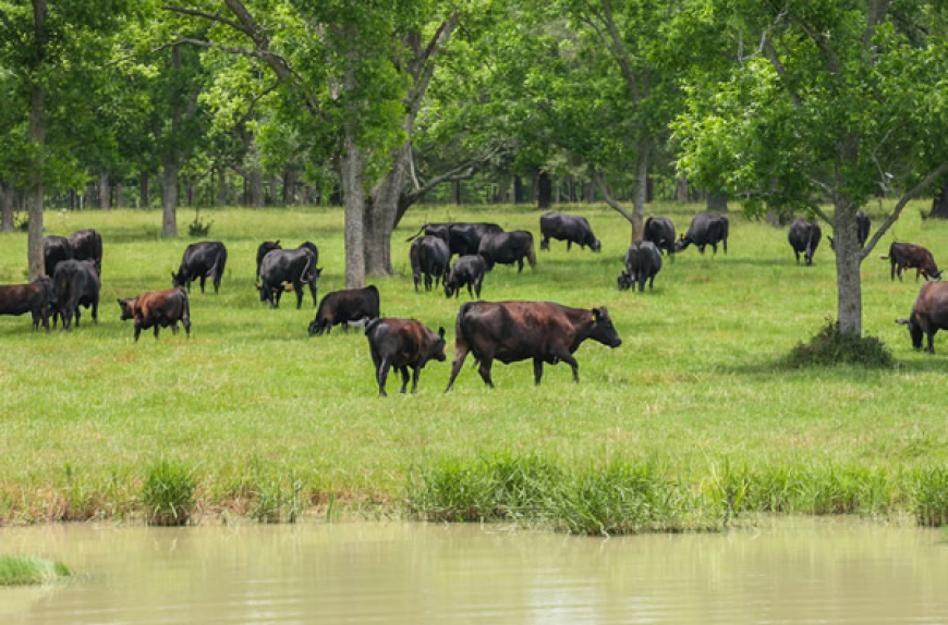 The Environmental Benefits of Sustainable Ranching