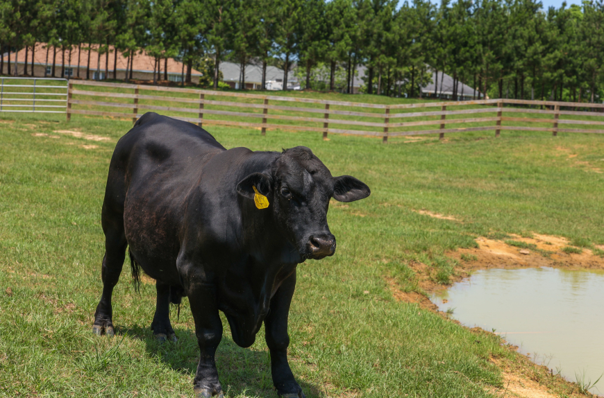 The benefits of raising grass-fed cattle without the use of unnecessary antibiotics and hormones