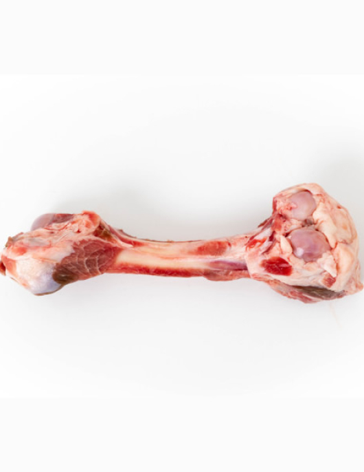 Femur Bone